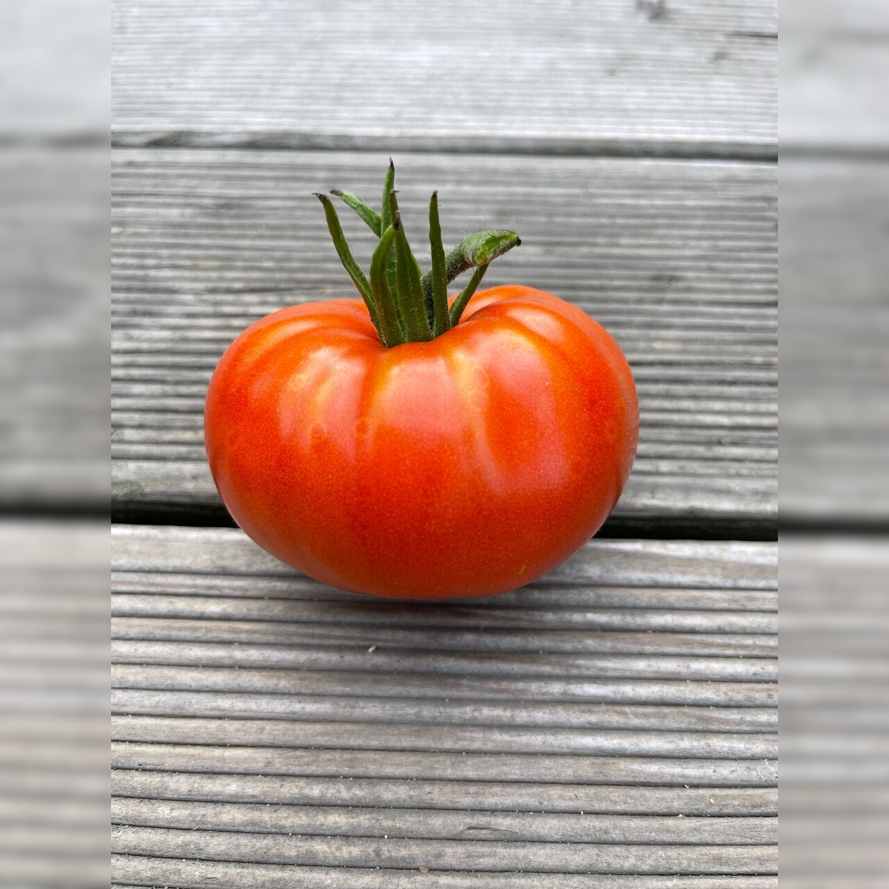 Tomate "Brandywine Rot" - BIO-Tomatensorte [samenfest]