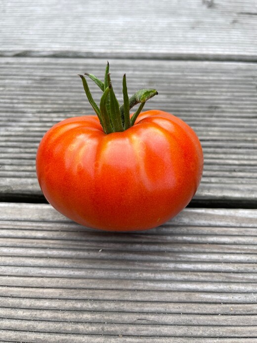 Tomate "Brandywine Rot" - BIO-Tomatensorte [samenfest]