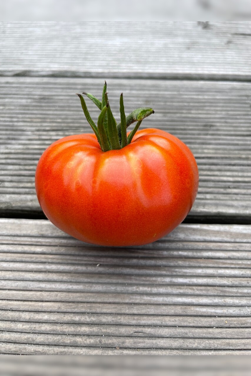 Tomate "Brandywine Rot" - BIO-Tomatensorte [samenfest]