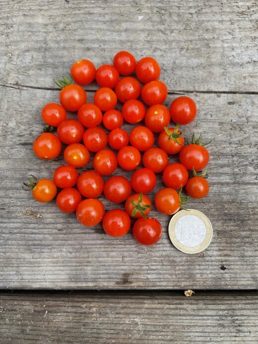 Tomaten-Set "robuste Tomaten" - 4 robuste BIO-Sorten [samenfest]