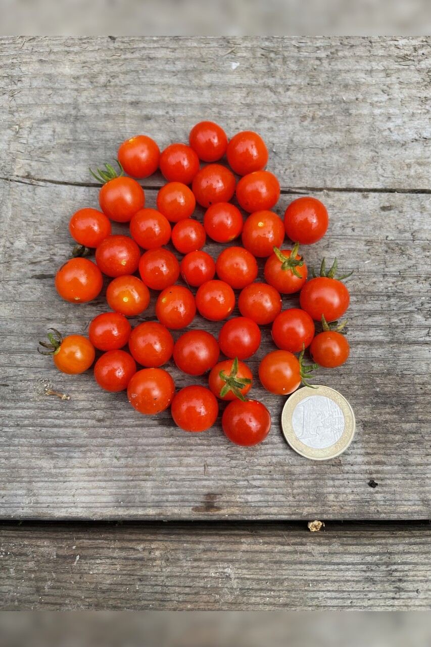 Tomaten-Set "robuste Tomaten" - 4 robuste BIO-Sorten [samenfest]