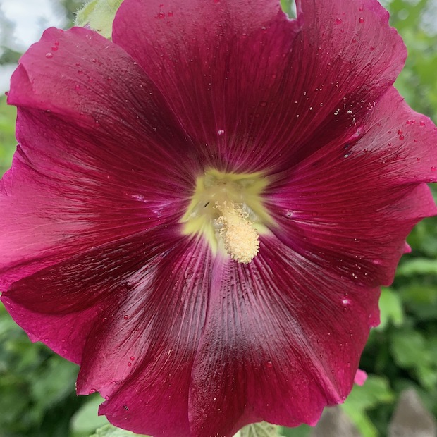 Blumensamen Set "offene Stockrosen" - 4 BIO-Blumensorten [samenfest]
