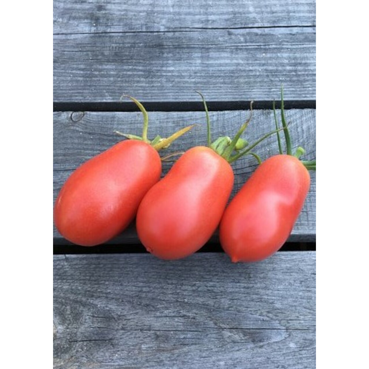 Anzucht-Set "russische Tomaten" [samenfest]