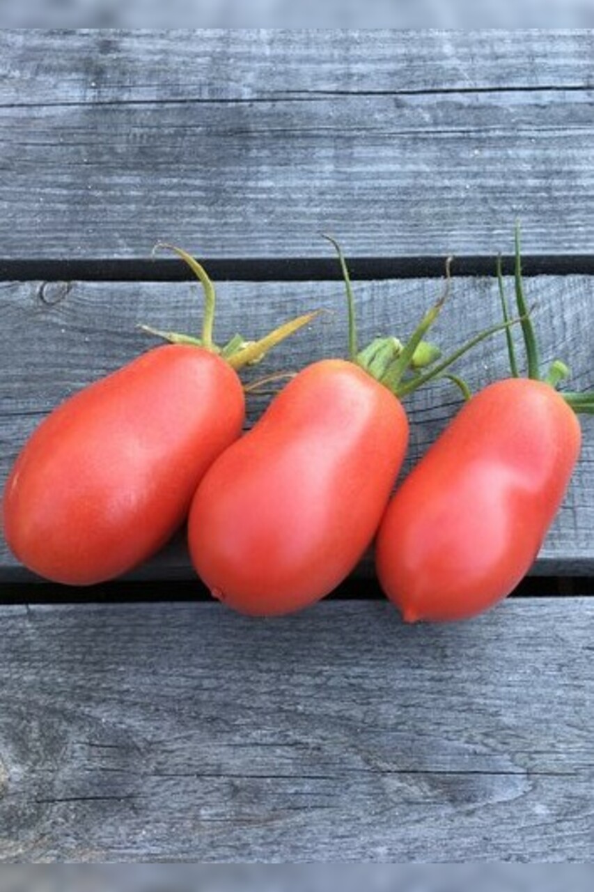 Anzucht-Set "russische Tomaten" [samenfest]