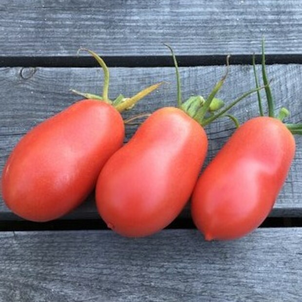 Anzucht-Set "russische Tomaten" [samenfest]