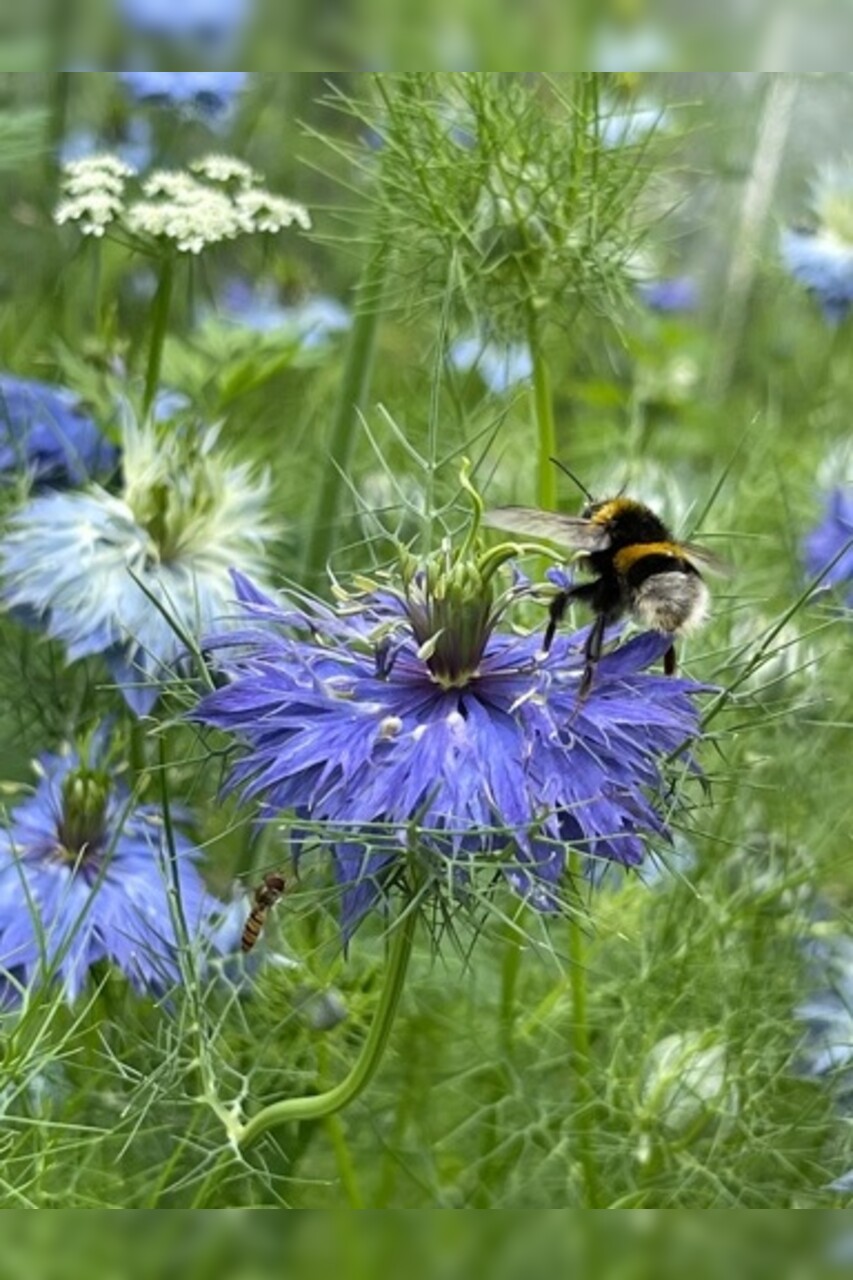 Blumensamen-Set "Gründüngung fürs Gemüsebeet" - 7 BIO-Sorten [samenfest]