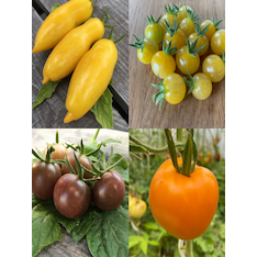 kleines Tomaten-Set - 4 BIO-Tomatensorten [samenfest]