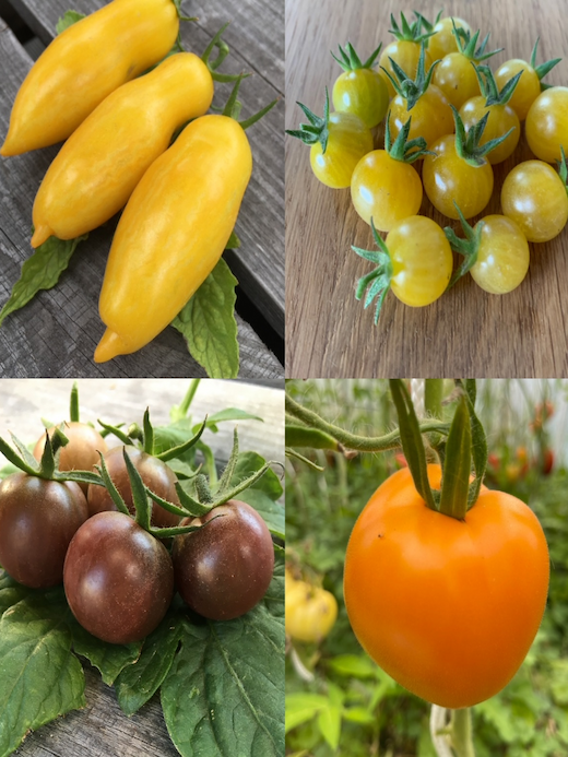 kleines Tomaten-Set - 4 BIO-Tomatensorten [samenfest]