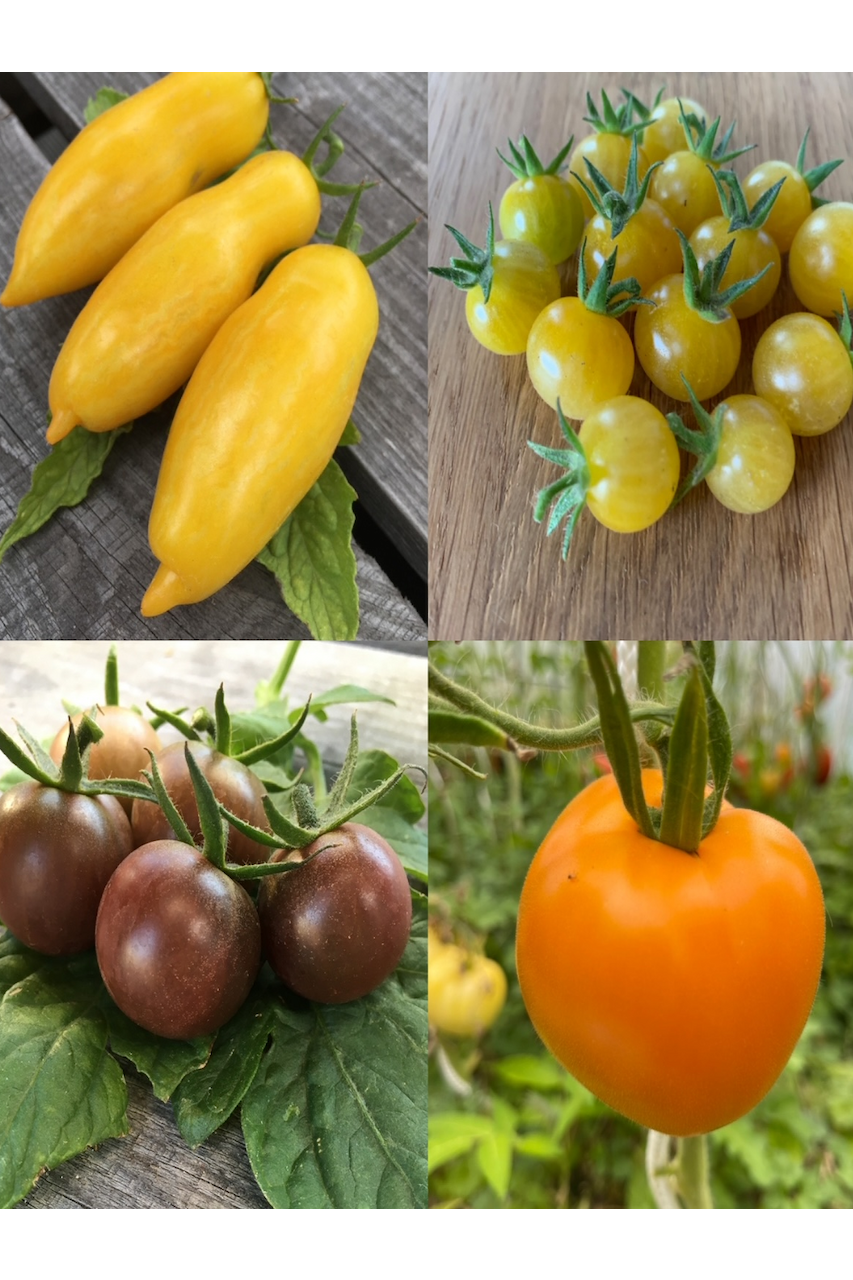 kleines Tomaten-Set - 4 BIO-Tomatensorten [samenfest]
