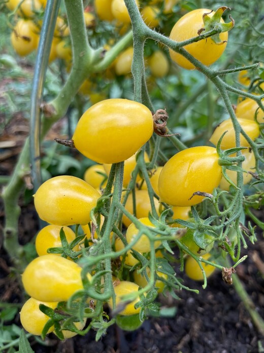 Tomate "Barry´s Crazy Cherry" - BIO-Tomatensorte [samenfest]