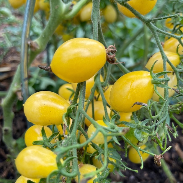 Tomate "Barry´s Crazy Cherry" - BIO-Tomatensorte [samenfest]