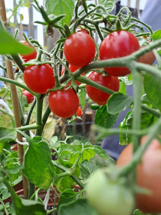 Tomaten Set "Balkontomaten" - 4 BIO-Tomatensorten [samenfest]