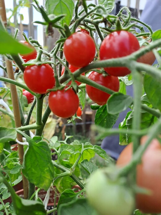 Tomaten-Set "Balkontomaten" - 4 BIO-Tomatensorten [samenfest]