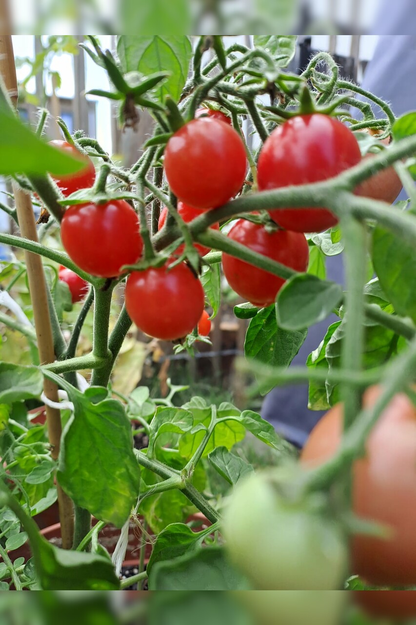 Tomaten-Set "Balkontomaten" - 4 BIO-Tomatensorten [samenfest]