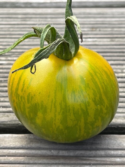 mittleres Tomaten-Set - 8 BIO-Tomatensorten [samenfest]