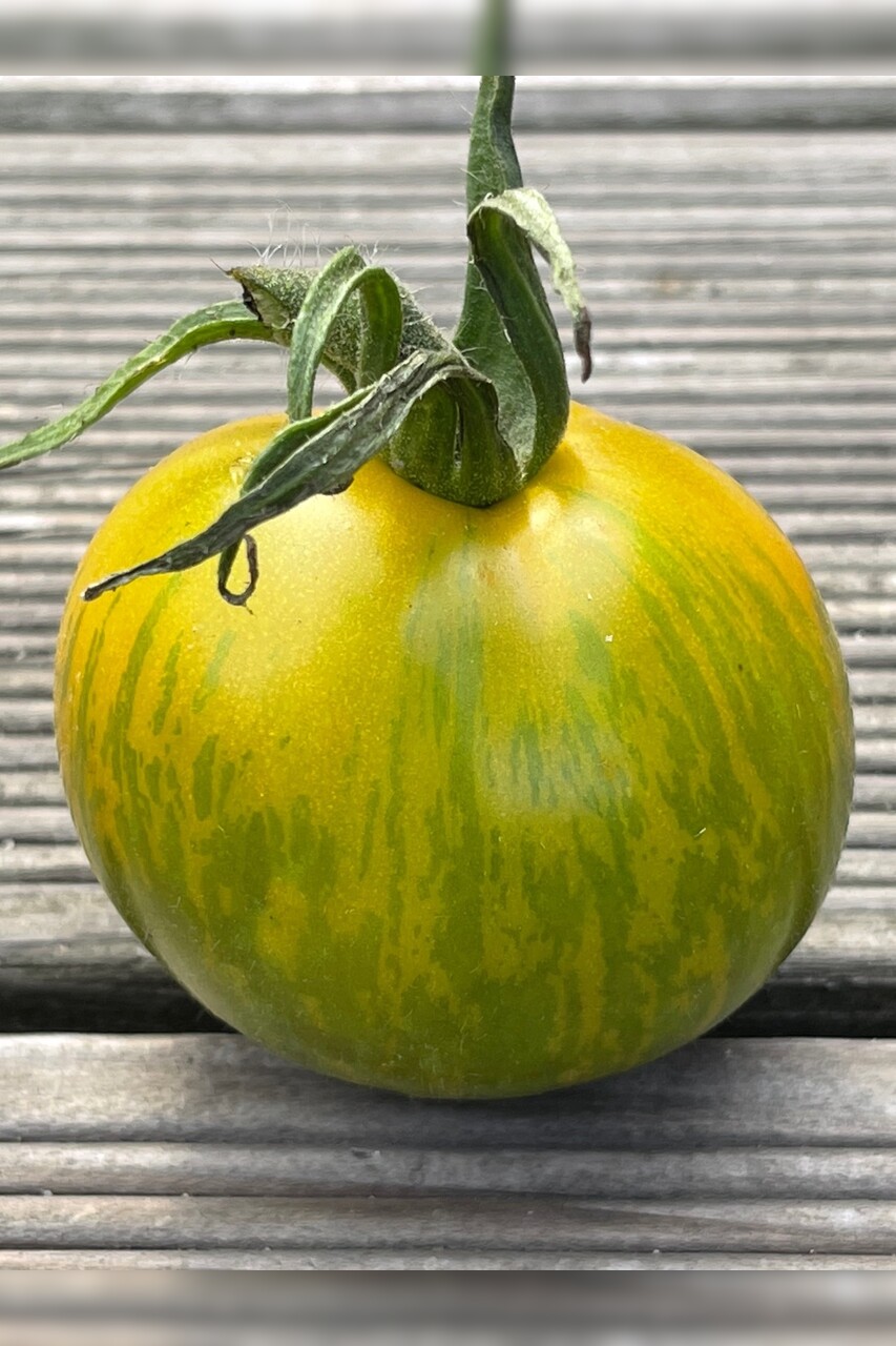 mittleres Tomaten-Set - 8 BIO-Tomatensorten [samenfest]