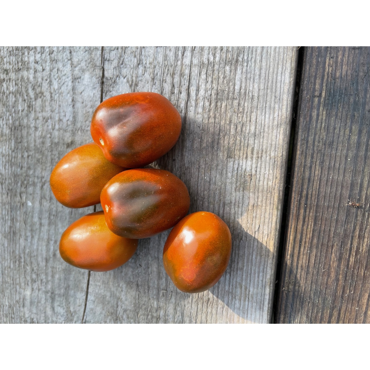 Tomate "Black Plum" - Tomatensamen [samenfest]