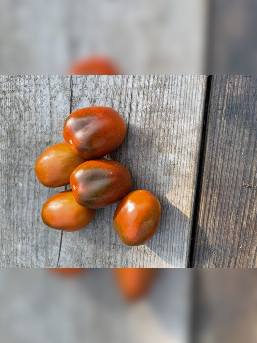 Tomate "Black Plum" - Tomatensamen [samenfest]