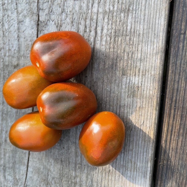 Tomate "Black Plum" - Tomatensamen [samenfest]
