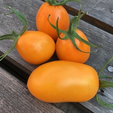 Tomate "Fonarik" - BIO-Tomatensorte [samenfest]