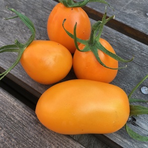 Tomate "Fonarik" - BIO-Tomatensorte [samenfest]