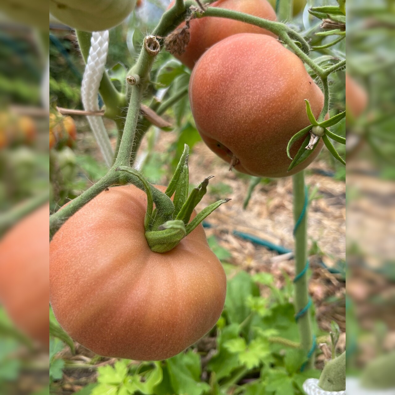 Tomate "Ananas Noir" - BIO-Tomatesorte [samenfest]