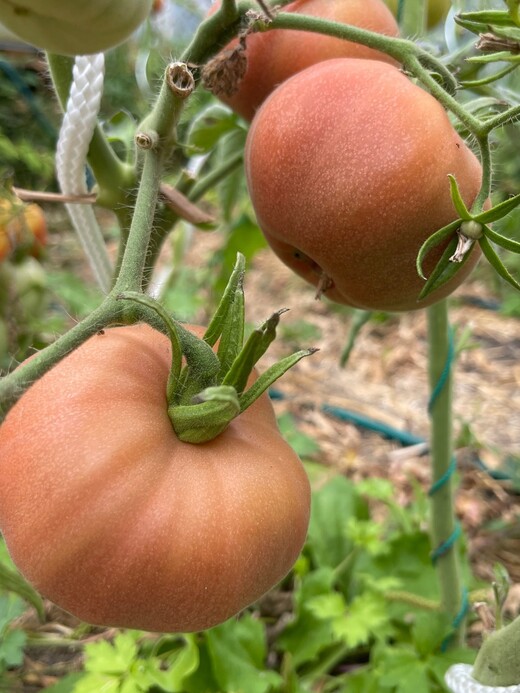 Tomate "Ananas Noir" - BIO-Tomatesorte [samenfest]