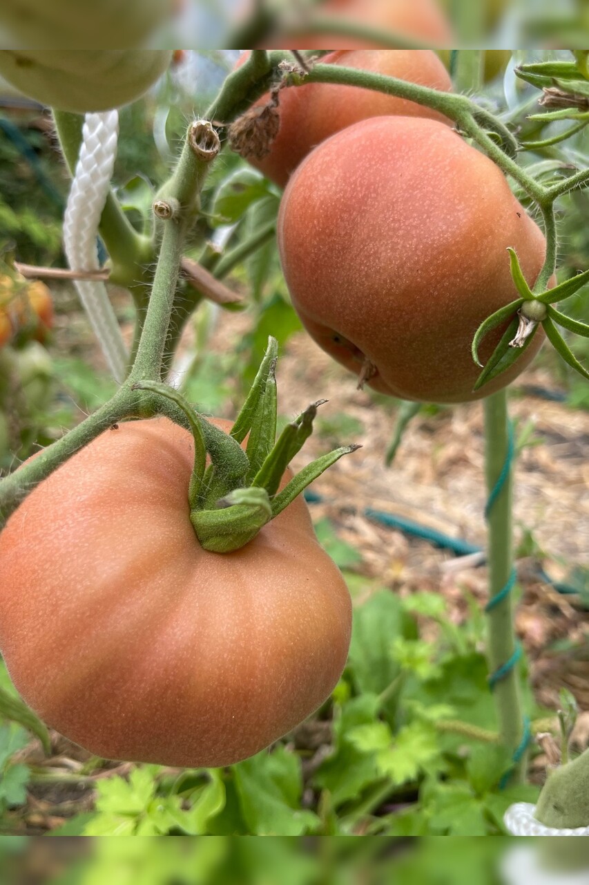 Tomate "Ananas Noir" - BIO-Tomatesorte [samenfest]