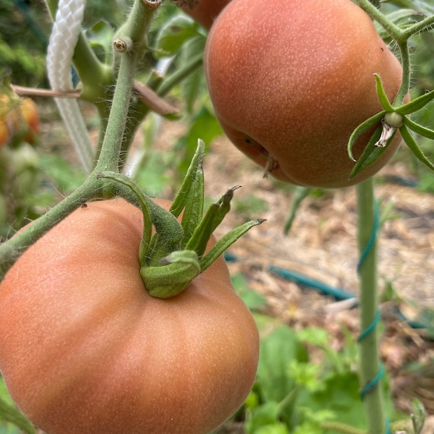 Tomate "Ananas Noir" - BIO-Tomatesorte [samenfest]