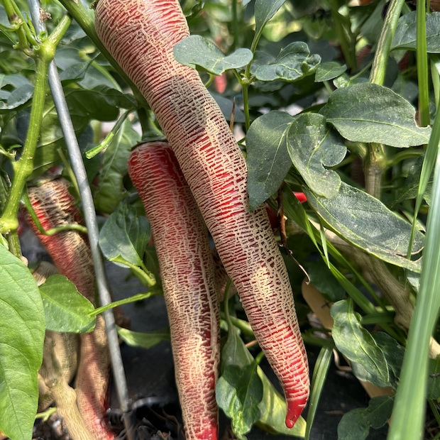 Chili Samen "Elefant" (samenfest & BIO)