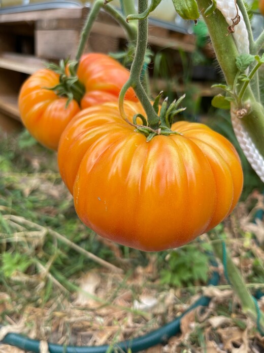 Tomate "Ananastomate" - BIO-Tomatensorte [samenfest]