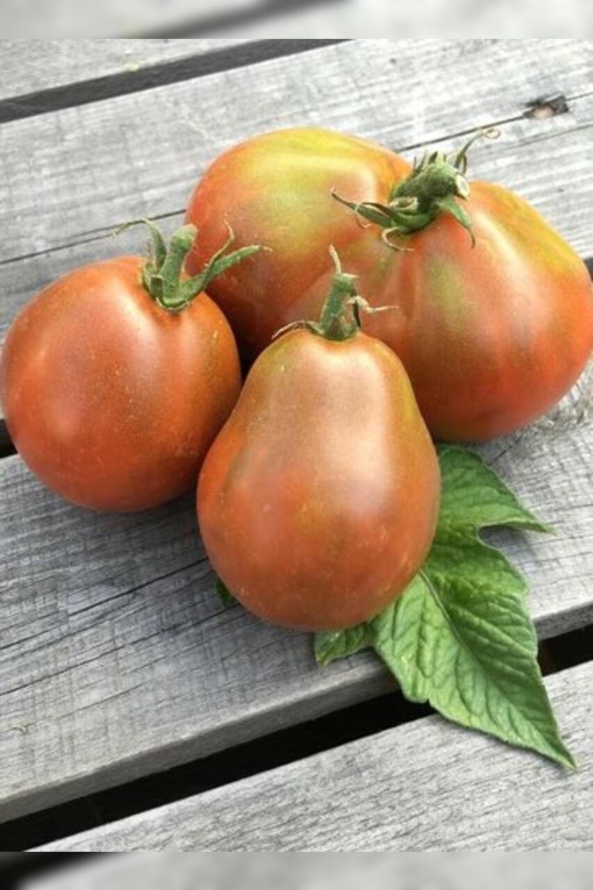 Tomate "Japanese Black Trifele" - BIO-Tomatensorte