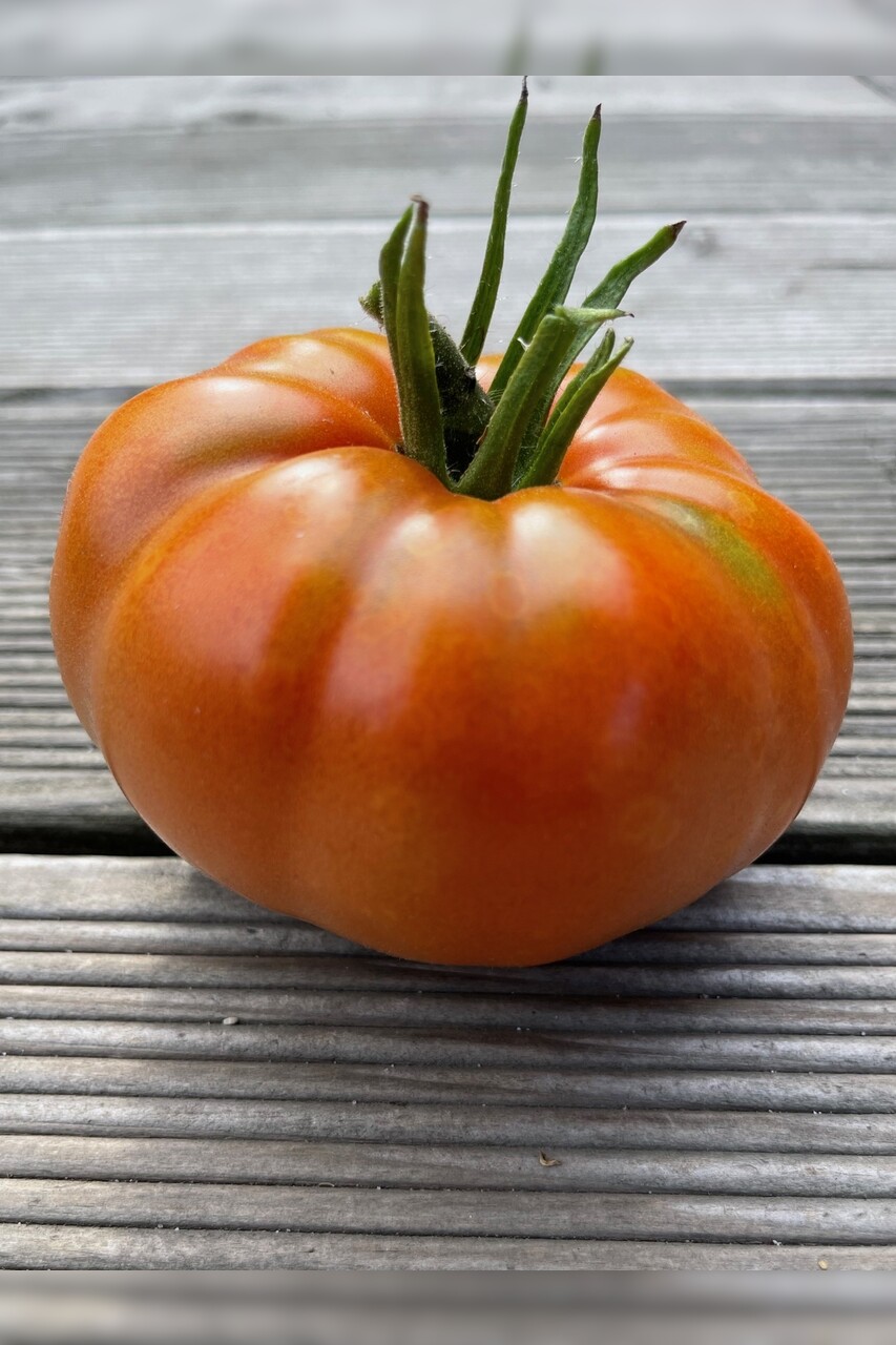 Anzucht-Set "alte Tomatensorten" [samenfest]