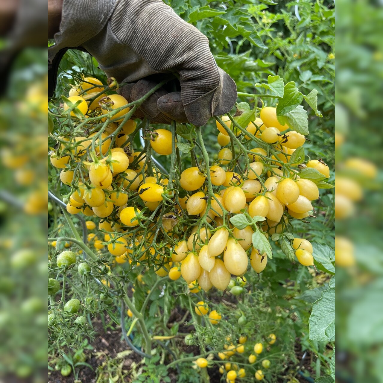 Tomate "Barry´s Crazy Cherry" - BIO-Tomatensorte [samenfest]