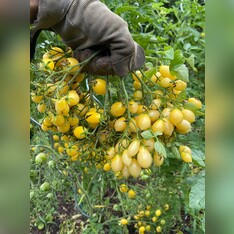 Tomate "Barry´s Crazy Cherry" - BIO-Tomatensorte [samenfest]