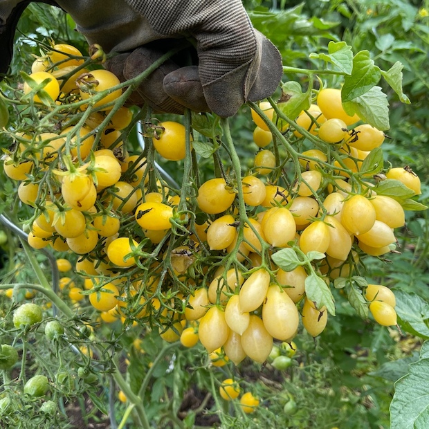 Tomate "Barry´s Crazy Cherry" - BIO-Tomatensorte [samenfest]
