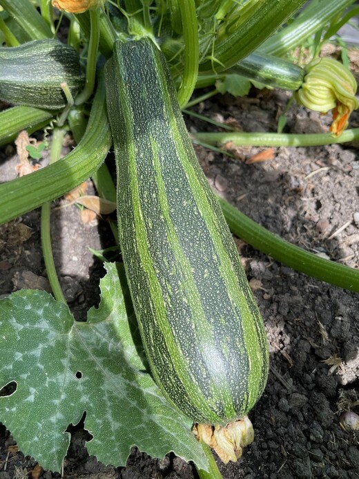 Gemüsesamen-Set "Zucchini" - 4 BIO-Sorten [samenfest]