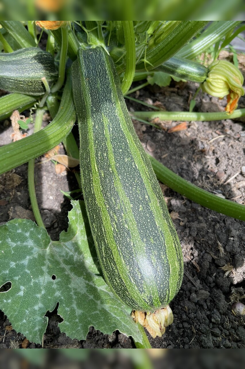 Gemüsesamen-Set "Zucchini" - 4 BIO-Sorten [samenfest]
