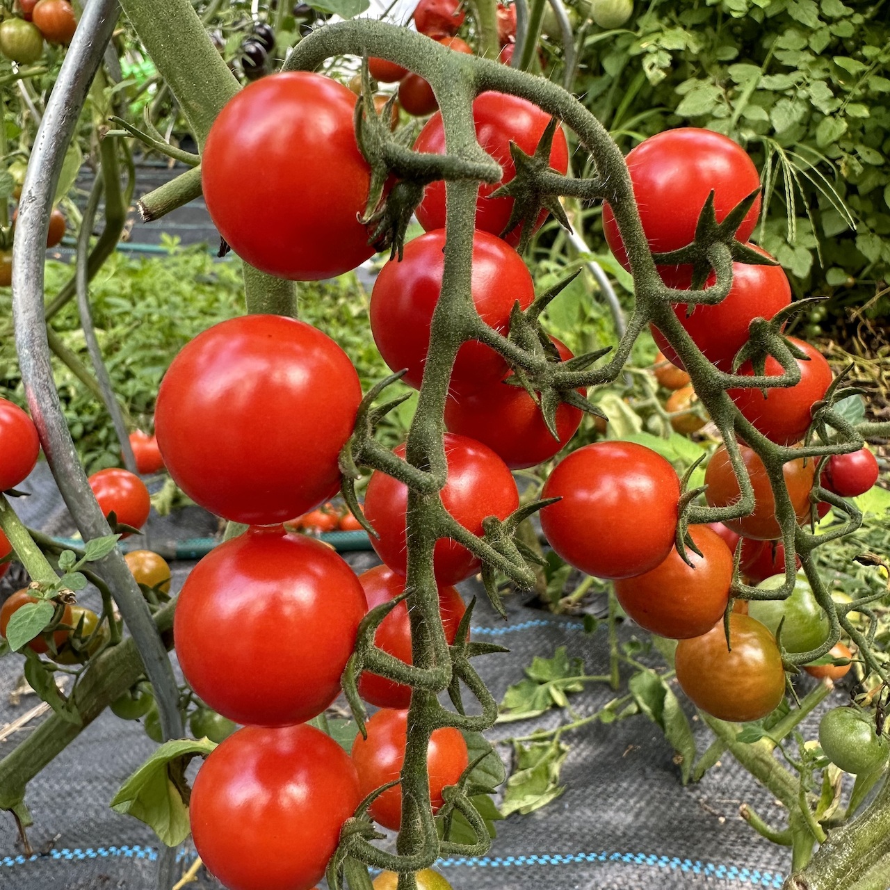 Tomate "mexikanische Honigtomate" - BIO-Tomatensorte [samenfest]