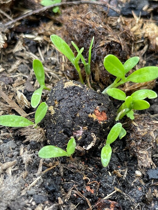 "Bienenweide" Samenbomben mit Bio Saatgut