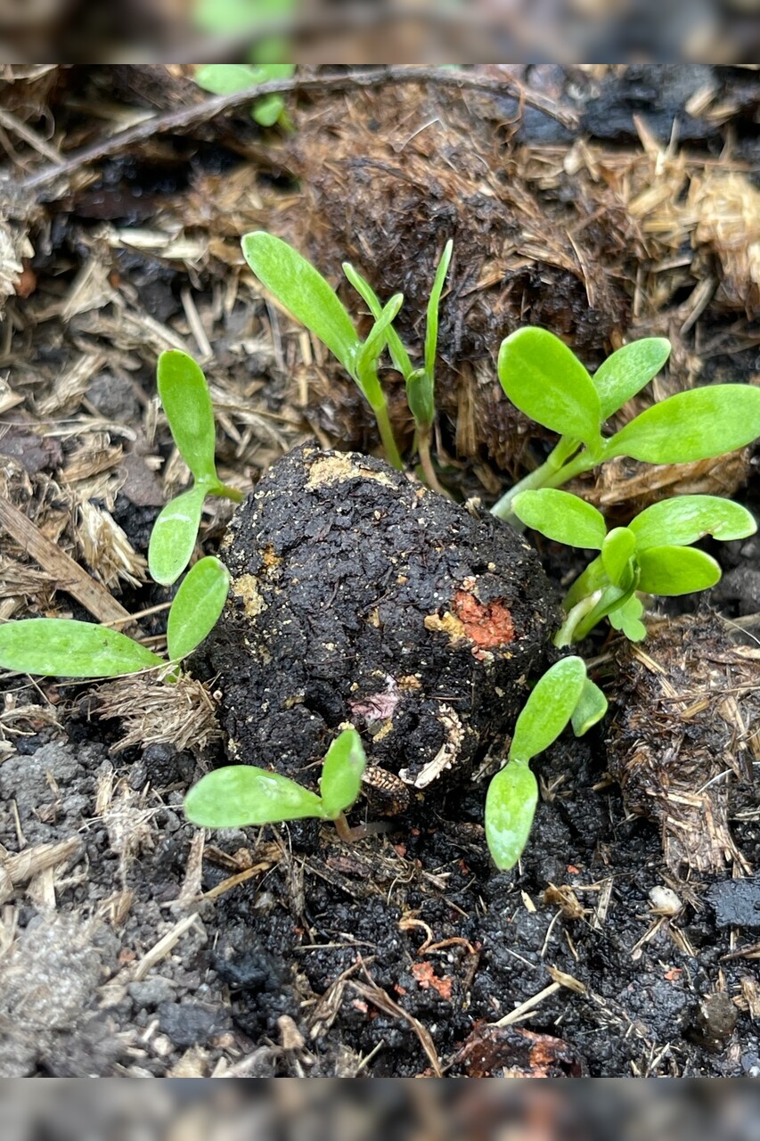 "Bienenweide" Samenbomben mit Bio Saatgut