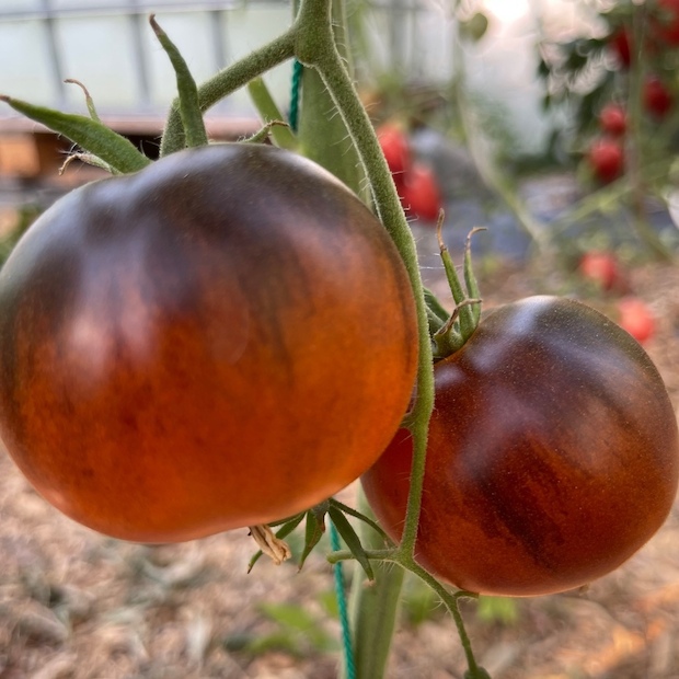 Tomate "Blaue Ananas" - BIO-Tomatensorte [samenfest]