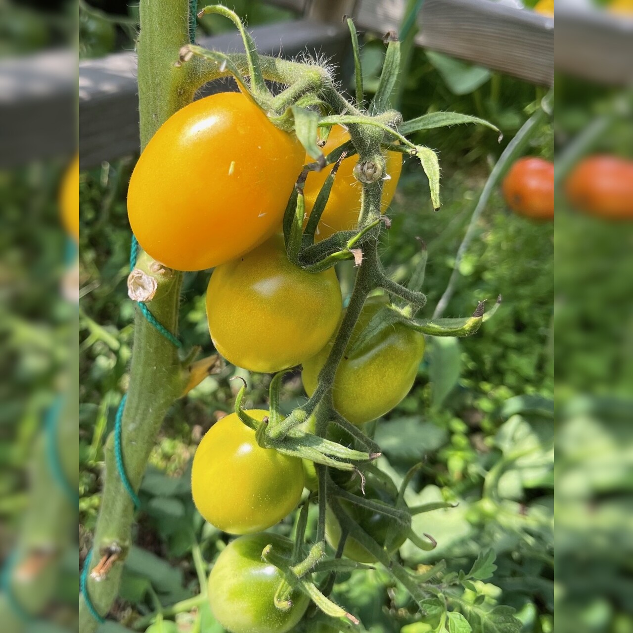 Tomate "König Humbert" - BIO-Tomatensorte [samenfest]