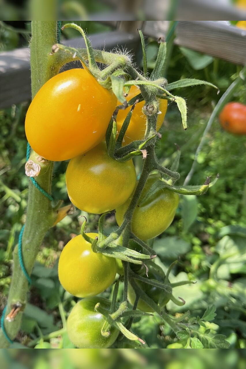 Tomate "König Humbert" - BIO-Tomatensorte [samenfest]