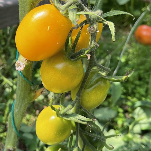 Tomate "König Humbert" - BIO-Tomatensorte [samenfest]