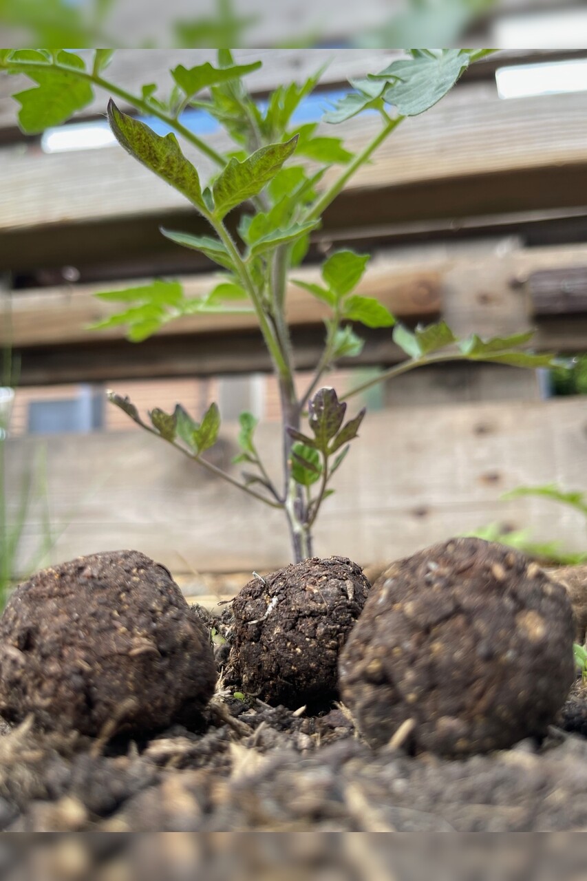 "Küchenkräuter" Samenbomben mit Bio Saatgut