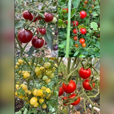 Tomaten-Set "resistente Tomaten" - 4 robuste BIO-Sorten [samenfest]