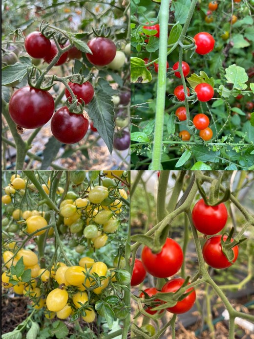 Tomaten-Set "resistente Tomaten" - 4 robuste BIO-Sorten [samenfest]