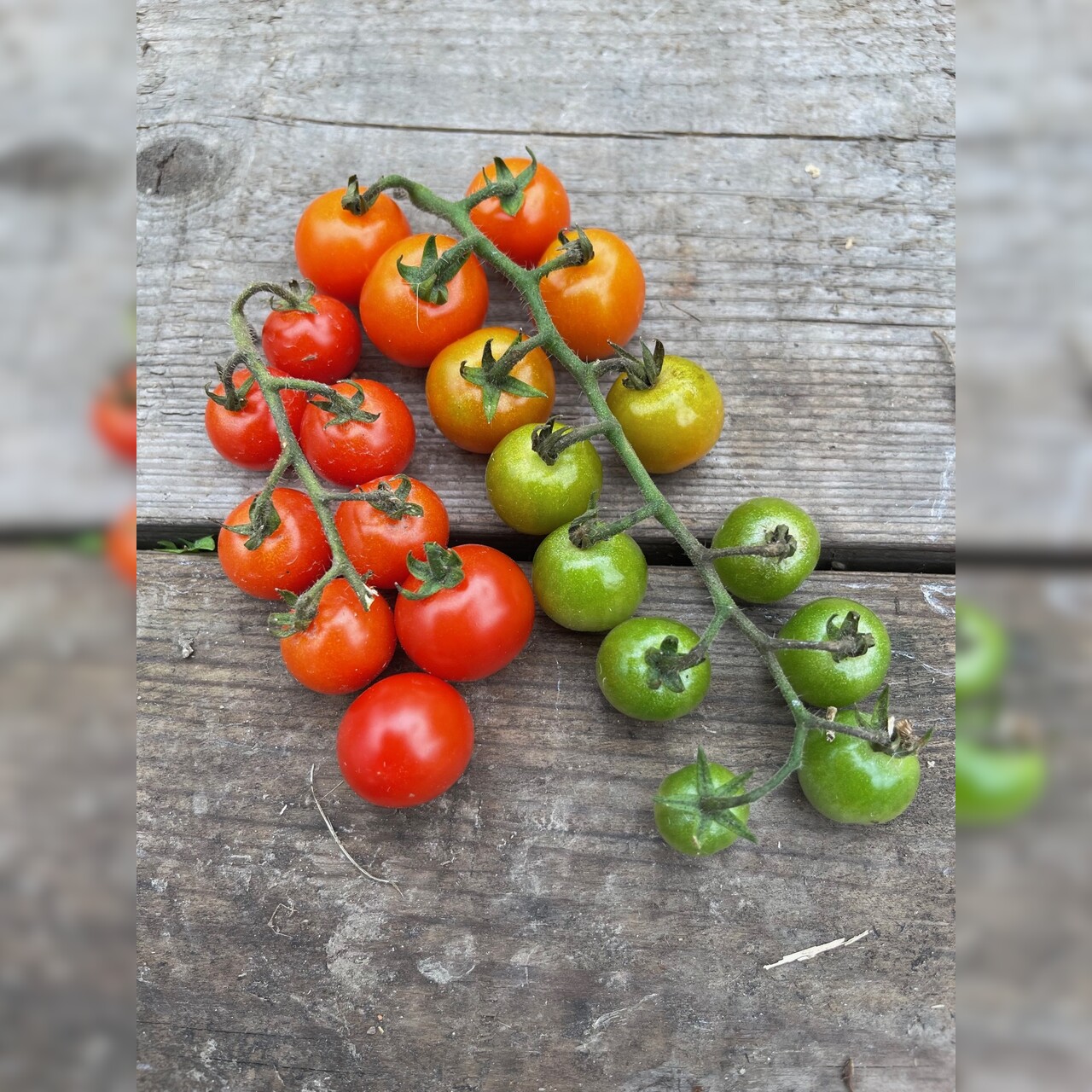 Tomate „Amore“ - BIO-Tomatensorte [samenfest]