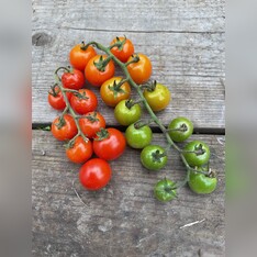 Tomate „Amore“ - BIO-Tomatensorte [samenfest]